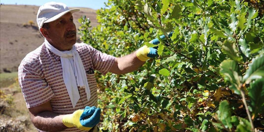 21 yıldır cebinde taşıyor, her yere ekiyor! Çorak araziler sayesinde ağaçlandı: Doğal tohumla canlandırıyor 3